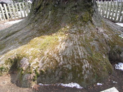 ご神木の根本