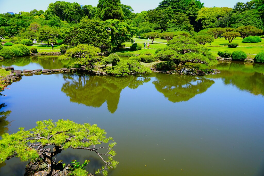 日本庭園の池