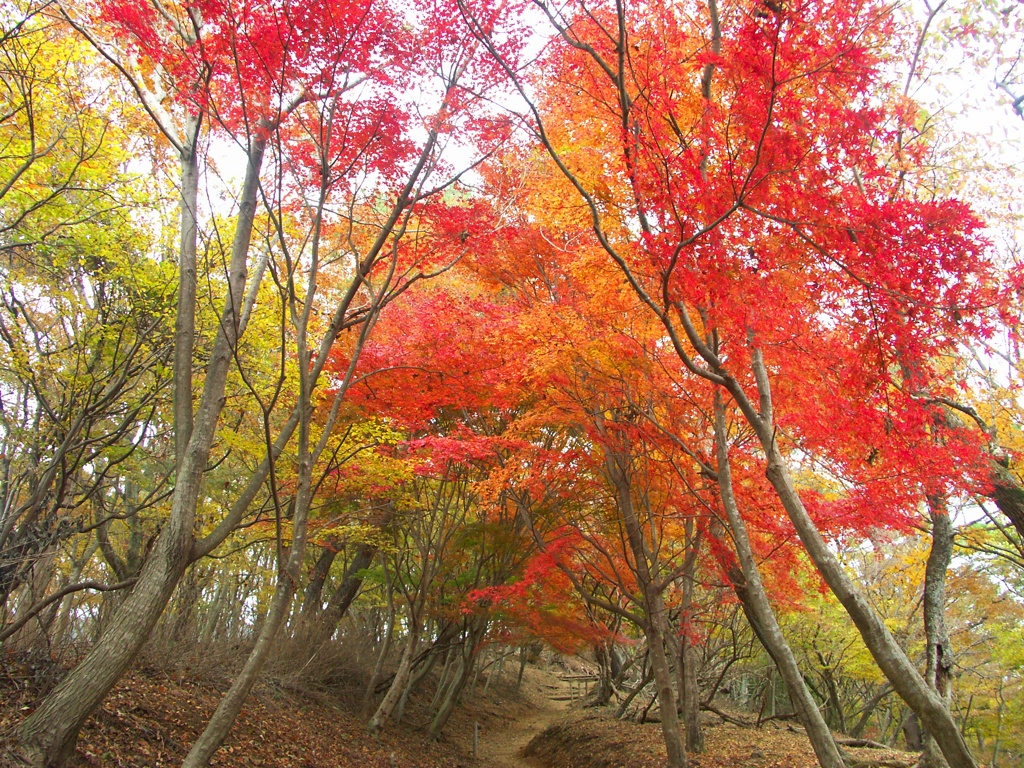 紅の回廊