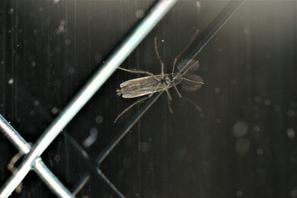 super macro world 9