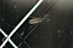 super macro world 9