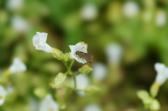 セセリ、花蜜をお食事中