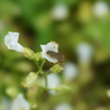 セセリ、花蜜をお食事中