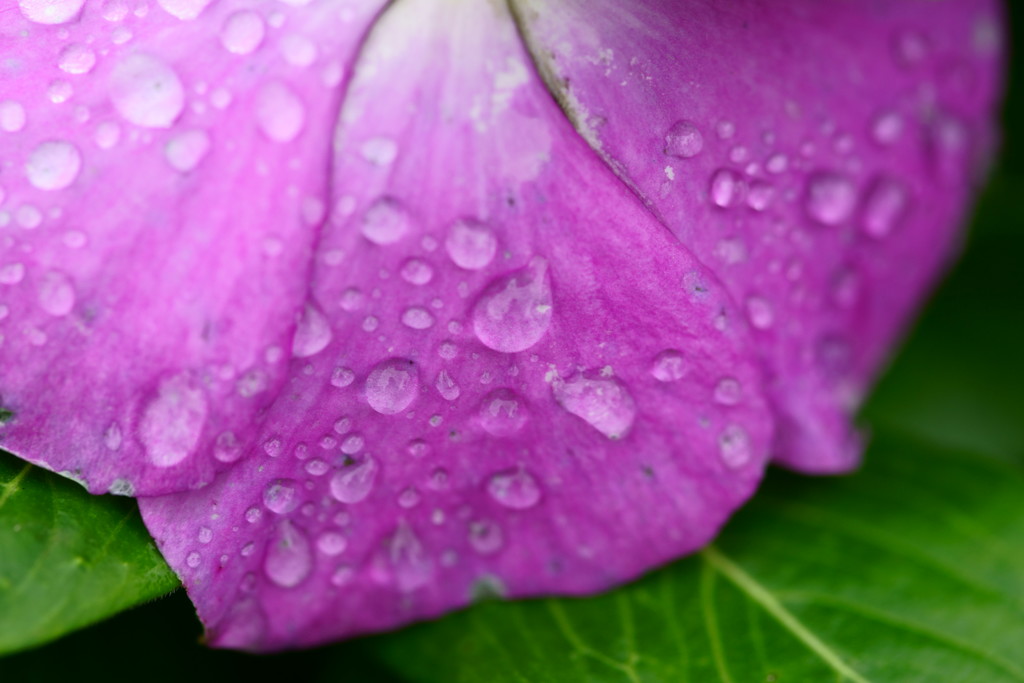 雨のあと