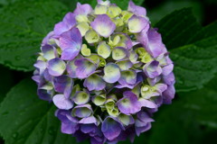 紫陽花④