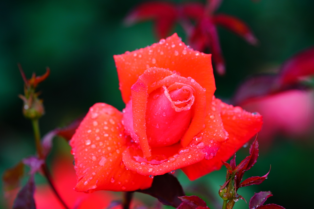 雨露に濡れた薔薇　⑩