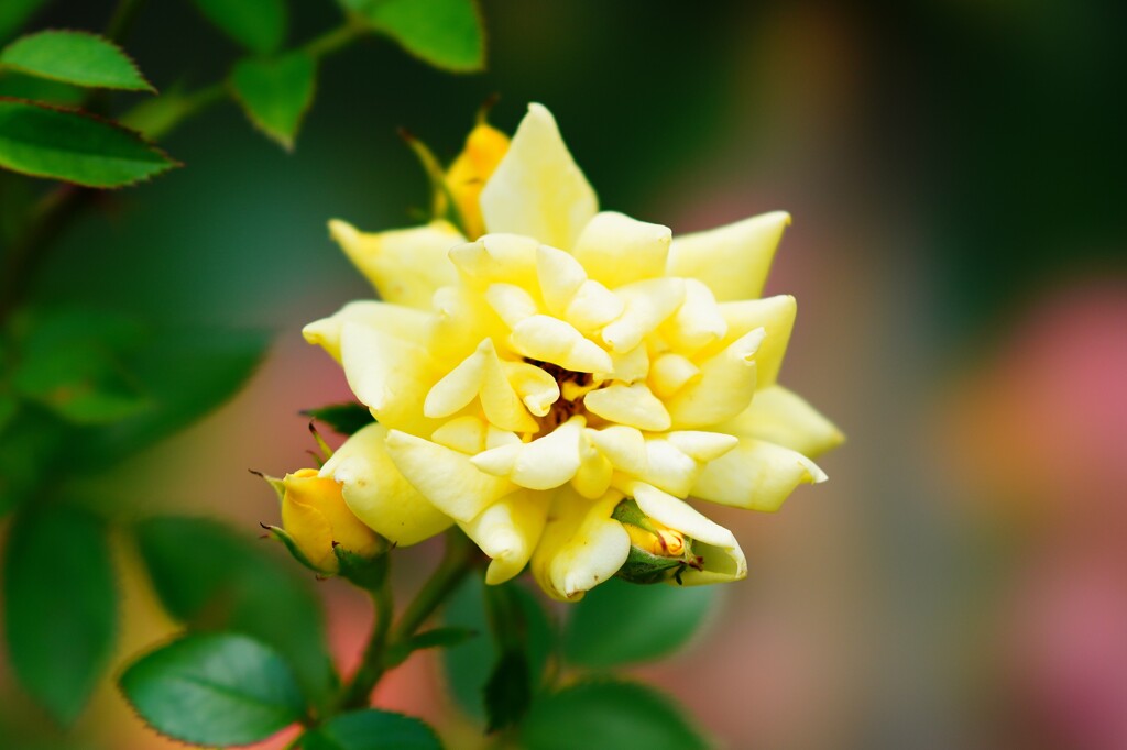 Rose　①