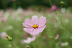 秋桜畑で