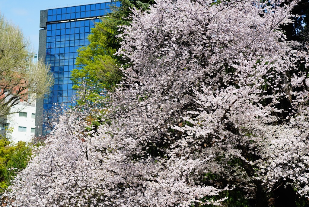 新宿御苑の桜とビル