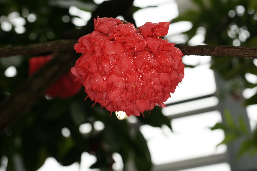 オオホウカンボク（大坊灌木）の花