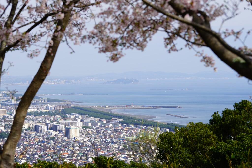 桜と江の島