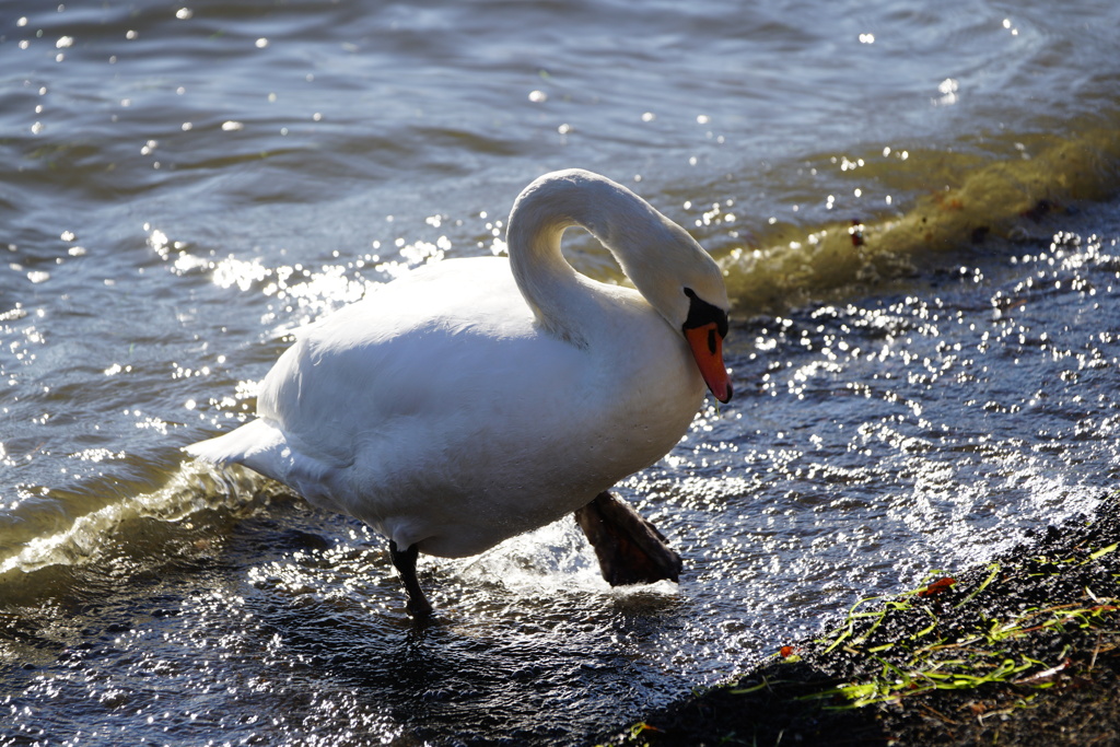 SWAN　walking