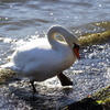 SWAN　walking