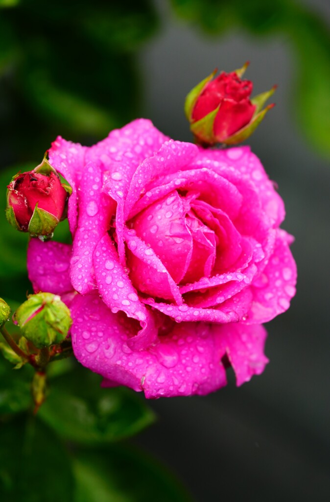 雨露に濡れた薔薇　⑨