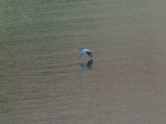 湖面まで5cm（ぐらい？）