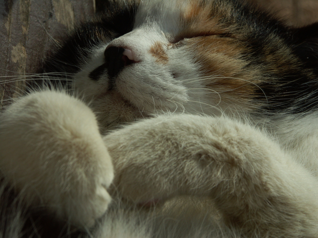 Zzz･･･