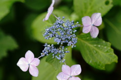 紫陽花③