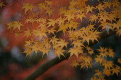 Autumn leaves