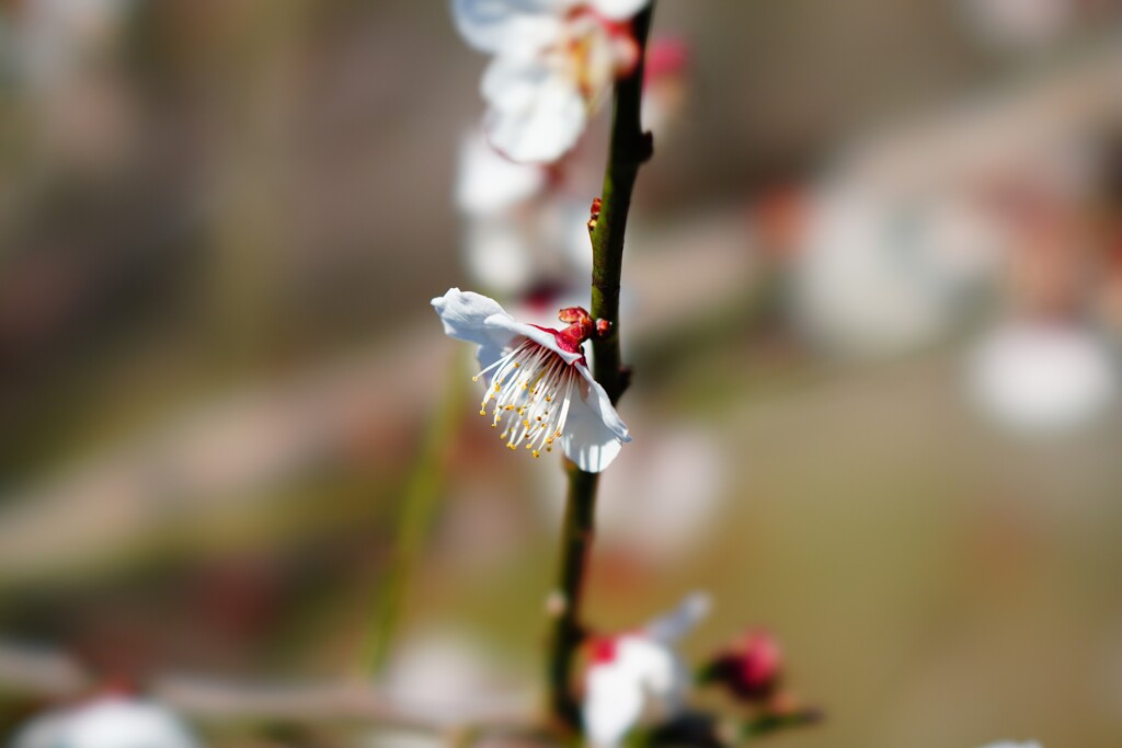 梅花一輪（STFレンズ使用）