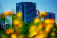 黄色い花影と新宿高層ビル群
