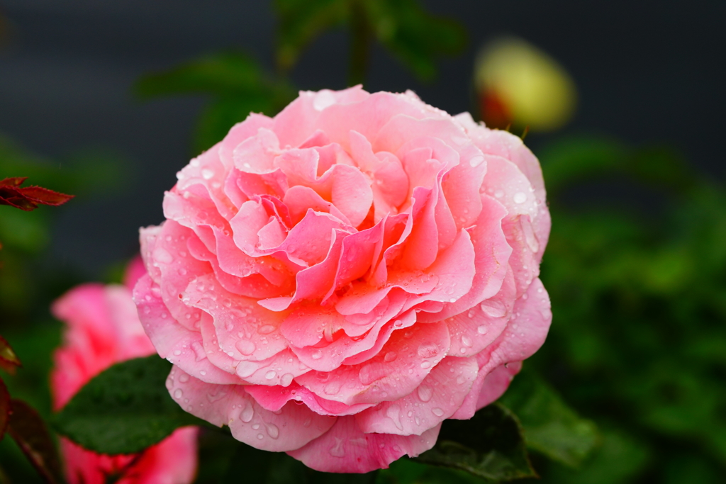 雨露に濡れた薔薇　⑧