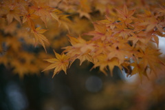 Autumn leaves