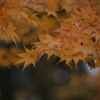 Autumn leaves