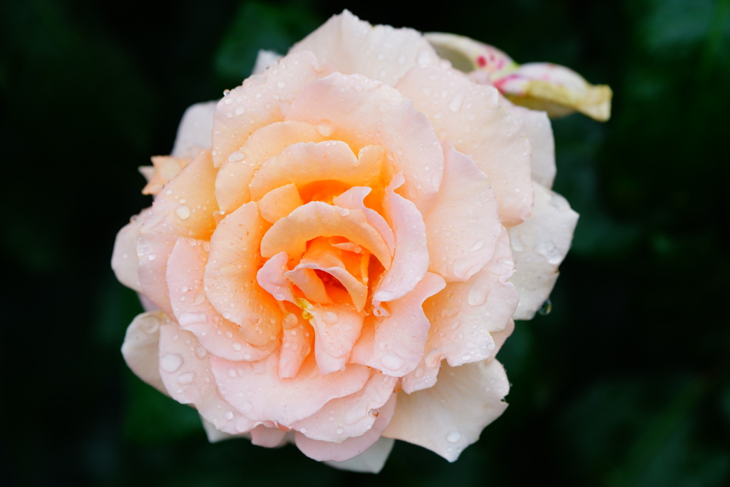 雨露に濡れた薔薇　⑥