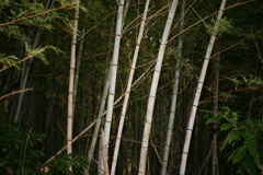 bamboo