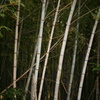 bamboo
