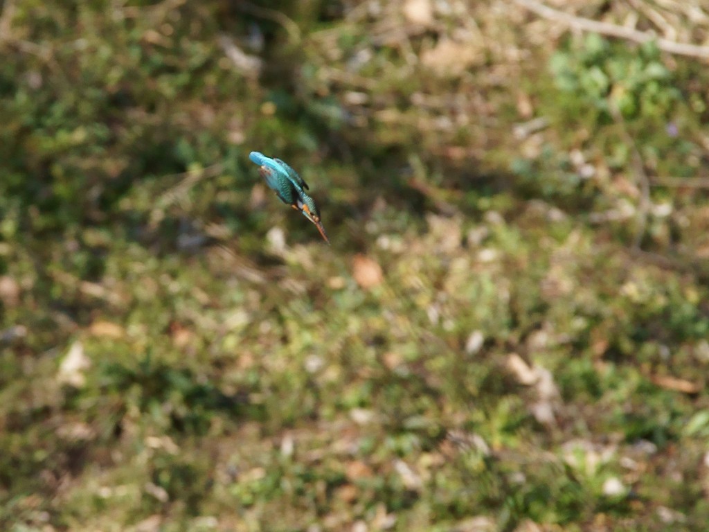 池へ一直線