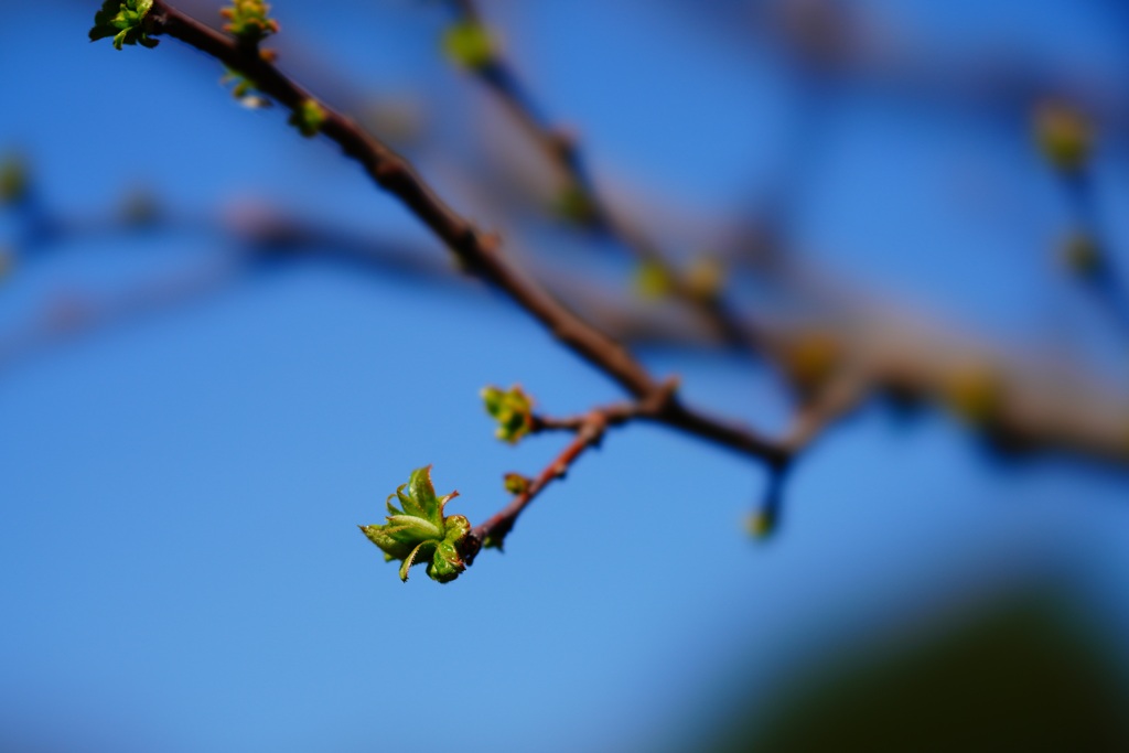 芽先（STFレンズ使用）