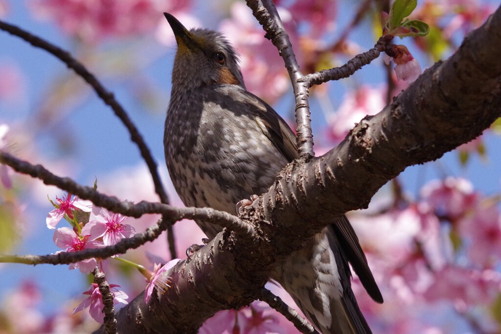 PENTAX初鳥撮りはヒヨドリ