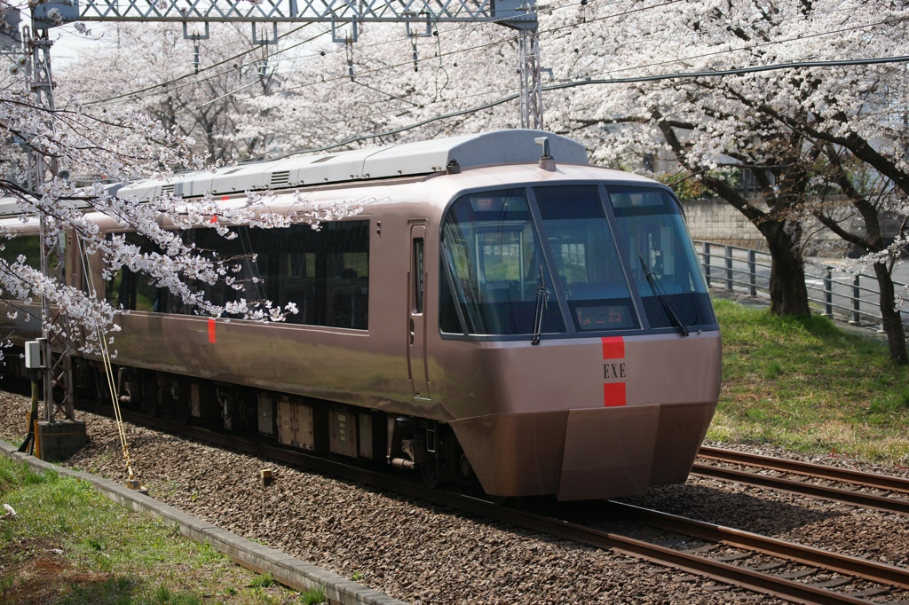 桜並木を往く