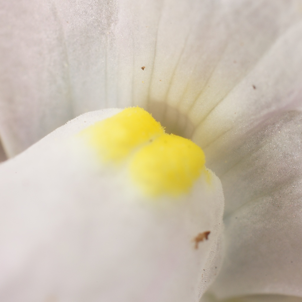 ネメシアの花弁