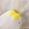 ネメシアの花弁