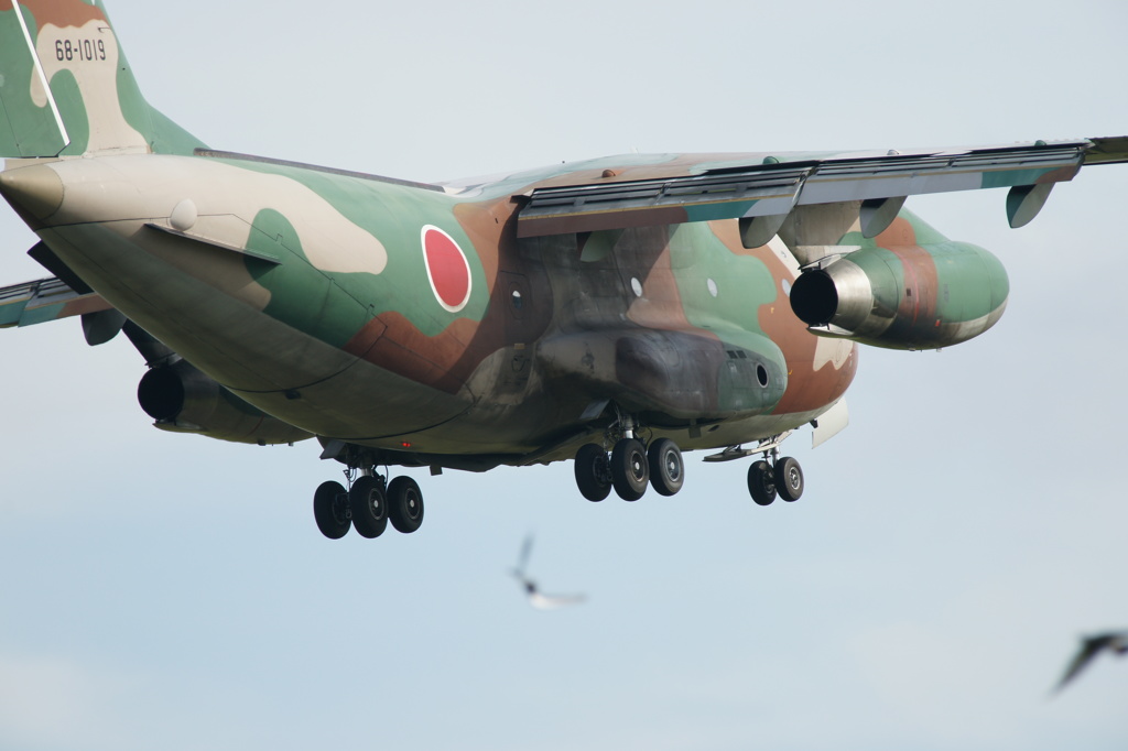 着陸体勢のC-1と鳥たち
