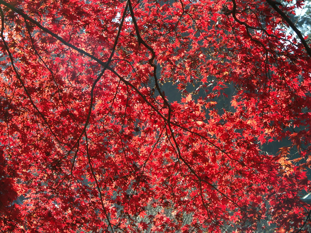 大雄山最乗寺　紅葉