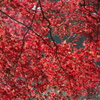 大雄山最乗寺　紅葉