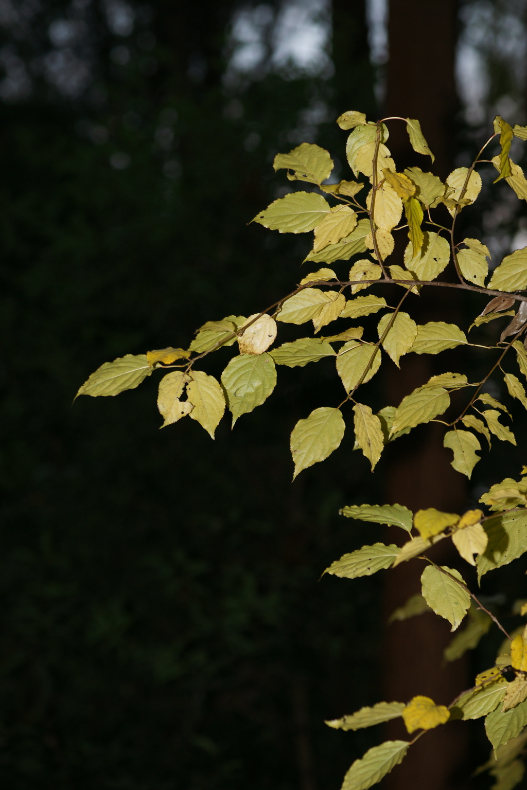 leaves