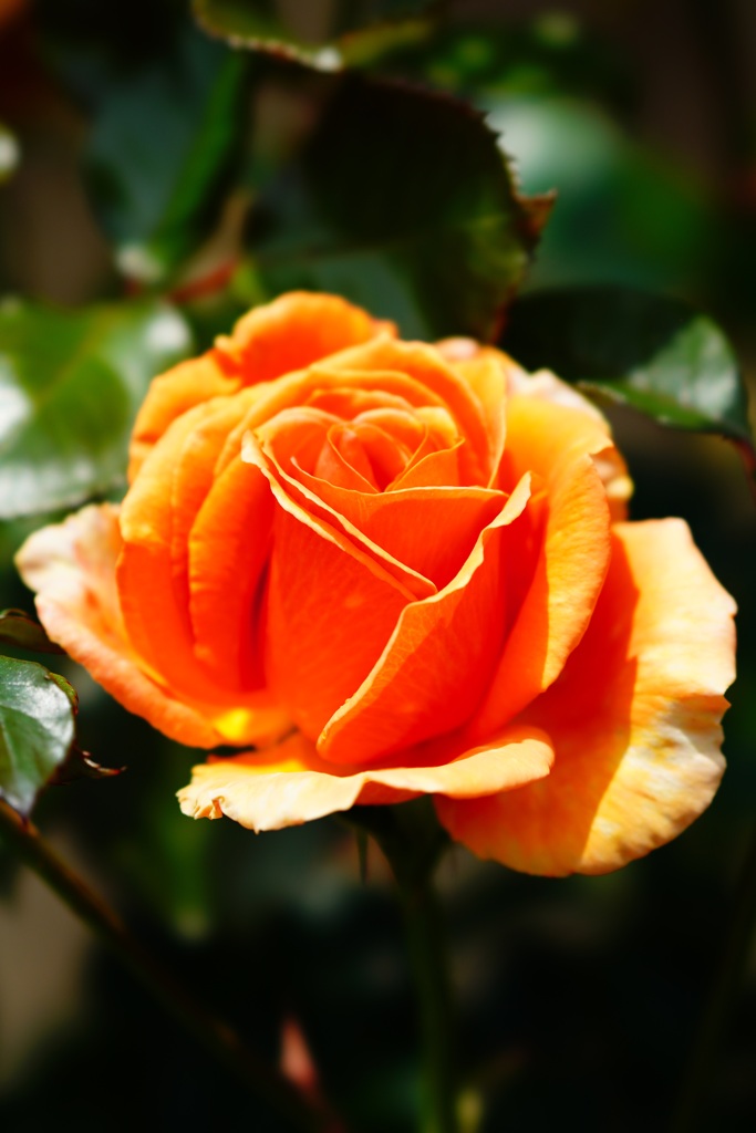 Rose　④