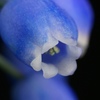 ムスカリの花拡大