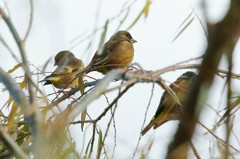 カワラヒワの群れに近づく