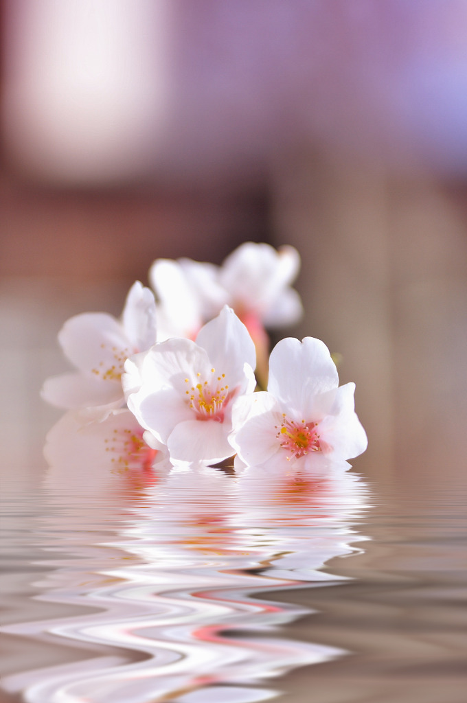 桜water