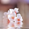 桜water