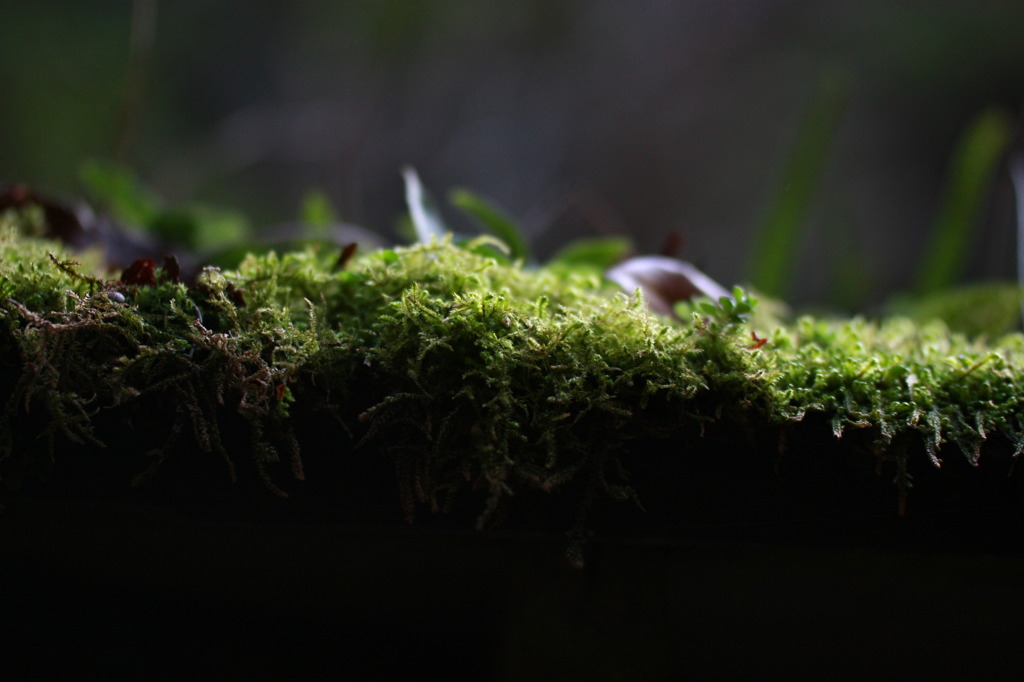 屋根の上の森