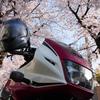 摩耶の桜トンネル