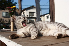 縁側でひなたぼっこ