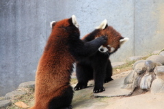 レッサーパンダ　右フック！