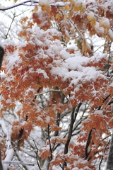 ひと足早い雪の日